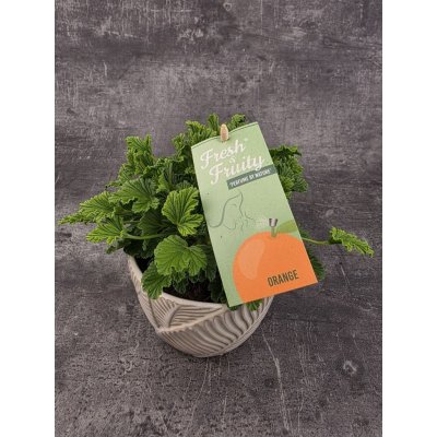 Pelargonium graveolens pomeranč – Sleviste.cz