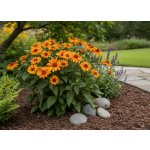 Janeba drsná 'Scabra' 2 ks – Zboží Dáma