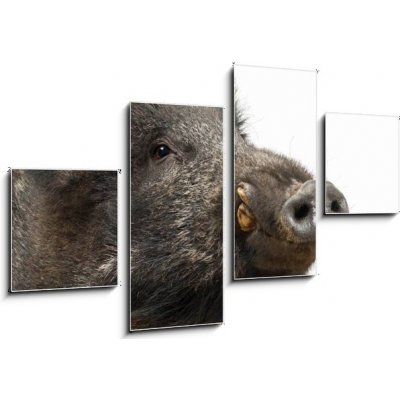 Obraz 4D čtyřdílný - 100 x 60 cm - Wild boar, also wild pig, Sus scrofa, 15 years old Divoké prase, také divoké prase, Sus scrofa, 15 let – Hledejceny.cz