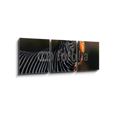 Obraz s hodinami 3D třídílný - 150 x 50 cm - Cape Mountain Zebra portrait Portrét Cape Mountain Zebra – Zboží Mobilmania