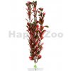 Akvarijní rostlina I--Z JK Animals Red Ludwigia 25-28 cm