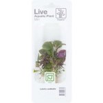 Lobelia cardinalis - Lobelka šarlatová – Zboží Dáma