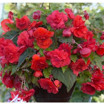 Begonie převislá Red Glory - Begonia odorata - prodej cibulovin - 2 ks