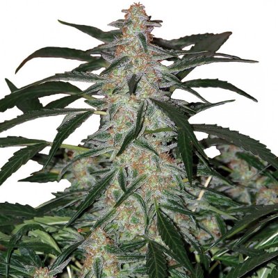 Deimos Auto - Buddha Seeds ks: 10