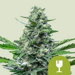 Royal Queen Seeds Royal Critical Automatic semena neobsahují THC 1 ks – Zboží Dáma
