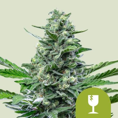 Royal Queen Seeds Royal Critical Automatic semena neobsahují THC 1 ks – Zboží Dáma
