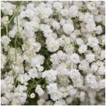 Šáter latnatý bílý Gypsophila paniculata semena šáteru 150 ks – Zboží Dáma