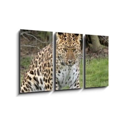 Obraz 3D třídílný - 90 x 50 cm - focused leopard zaměřený leopard