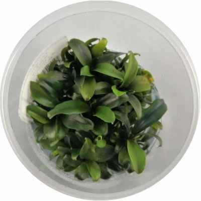 Bucephalandra spec. Serimbu Brown – Zboží Dáma