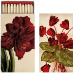 Sköna Ting Zápalky Orange Autumn Plants Amaryllis 45ks – Zboží Dáma