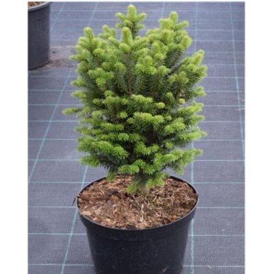 Abies alba Pyramidalis - Jedle se vzpřímeným vzrůstem – Zboží Dáma