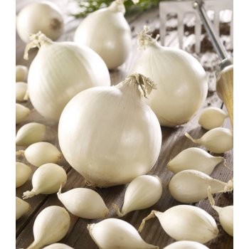 Cibule sazečka Snowball - Allium cepa - cibulky - 250 g