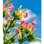 Tabák virginský - Nicotiana tabacum - semena tabáku - 150 ks – HobbyKompas.cz