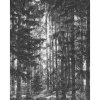 Tapety Komar Vliesová fototapeta Lustres Lapland 200 x 250 cm