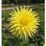 Jiřina 'Bilbao' 1 ks – Hledejceny.cz