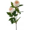 Květina Pivoňka - Paeonia 'Chiba' růžová V65 cm (N969228)