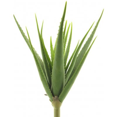 Aloe vera zelená V61