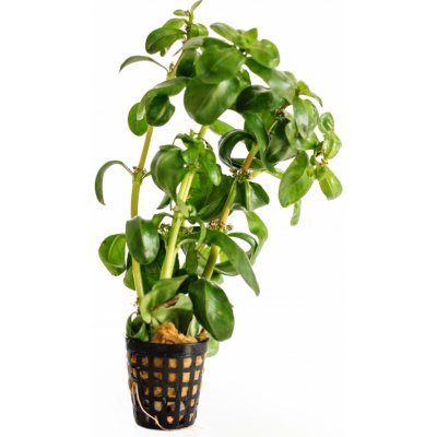 Ammania senegalenis – Zbozi.Blesk.cz