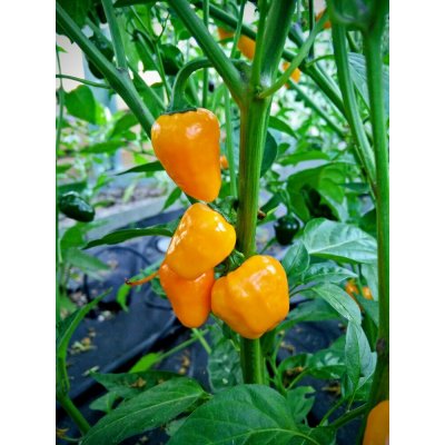 Semena Golden Nugget – Zboží Mobilmania