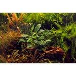 Anubias barteri var. nana Kirin – Zboží Mobilmania