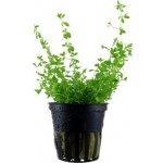 Hemianthus micranthemoides – Sleviste.cz