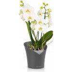Samozavlažovací květináč Lechuza Orchidea břidlicová 18 x 20 – Hledejceny.cz