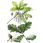 Megafyt Array Dubová kůra 100 g – Hledejceny.cz