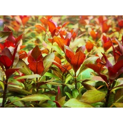 Ludwigia repens Rubin 5,5 cm – Sleviste.cz