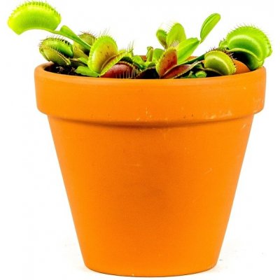 Gardners Dionaea, průměr 9 cm Mucholapka podivná – Hledejceny.cz