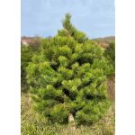 Stromkyonline.cz Živý řezaný vánoční stromek Borovice černá 251 275 cm – Hledejceny.cz