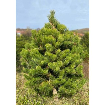 Stromkyonline.cz Živý řezaný vánoční stromek Borovice černá 251 275 cm – Hledejceny.cz