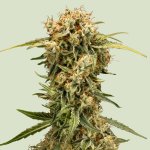 Royal Queen Seeds Medusa F1 AUTO semena neobsahují THC 25 ks – Sleviste.cz