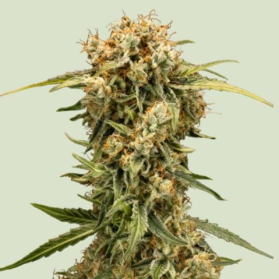 Royal Queen Seeds Medusa F1 AUTO semena neobsahují THC 25 ks – Sleviste.cz