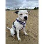 Obojky Andy Postroj Pivoňky – Sleviste.cz