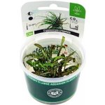 Cryptocoryne crispatula – Zboží Mobilmania
