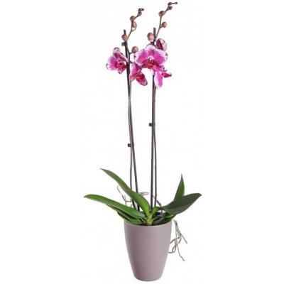 Orchidej Můrovec, Phalaenopsis Veronika, 2 výhony, fialovo - bílá – Hledejceny.cz