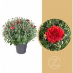 Chryzantéma, Chrysanthemum, kompaktní rostlina 30 - 35 cm, cihlová – Zboží Mobilmania