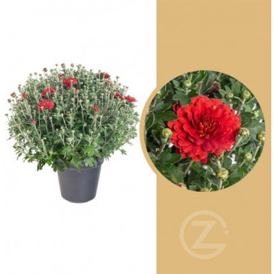 Chryzantéma, Chrysanthemum, kompaktní rostlina 30 - 35 cm, cihlová – Zboží Mobilmania