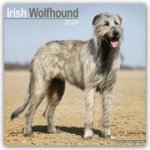 Irish Wolfhound Square Dog Breed Wall 16 Month 2024 – Hledejceny.cz