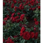 Růže velkokvětá keřová tmavě červená - Rosa - prostokořenné sazenice růže - 1 ks – Hledejceny.cz