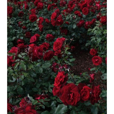 Růže velkokvětá keřová tmavě červená - Rosa - prostokořenné sazenice růže - 1 ks – Zboží Mobilmania