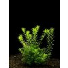 Akvarijní rostlina I--Z Rotala sp. najean