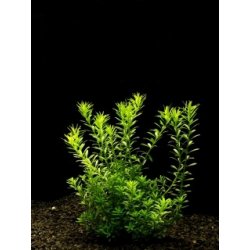 Rotala sp. najean