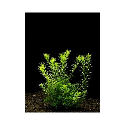 Rotala sp. najean – Hledejceny.cz