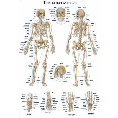 Anatomický plakát Erler Zimmer - Kostra člověka 50 x 70 cm | EN, LA – Hledejceny.cz