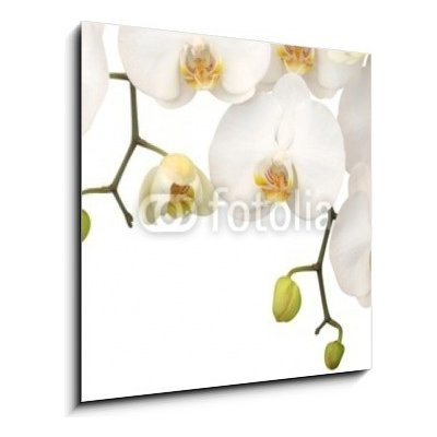 Obraz 1D - 50 x 50 cm - White orchid Bílá orchidej – Hledejceny.cz