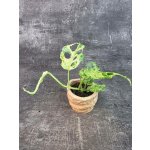 Monstera Frozen Freckles mini (Raritní monstera) – Sleviste.cz