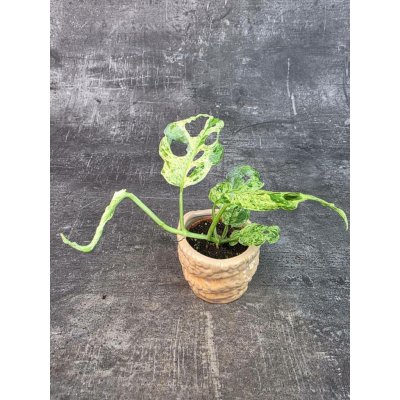 Monstera Frozen Freckles mini (Raritní monstera) – Sleviste.cz