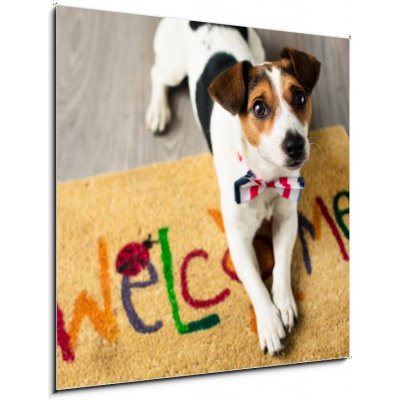 Skleněný obraz 1D - 50 x 50 cm - Cute dog posing on the carpet Roztomilý pes, který představuje na koberci – Zbozi.Blesk.cz