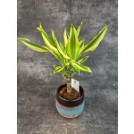 Dracaena Fragrans Yellow Coast (Dracena pro nenáročné kytkaře) – Zboží Mobilmania